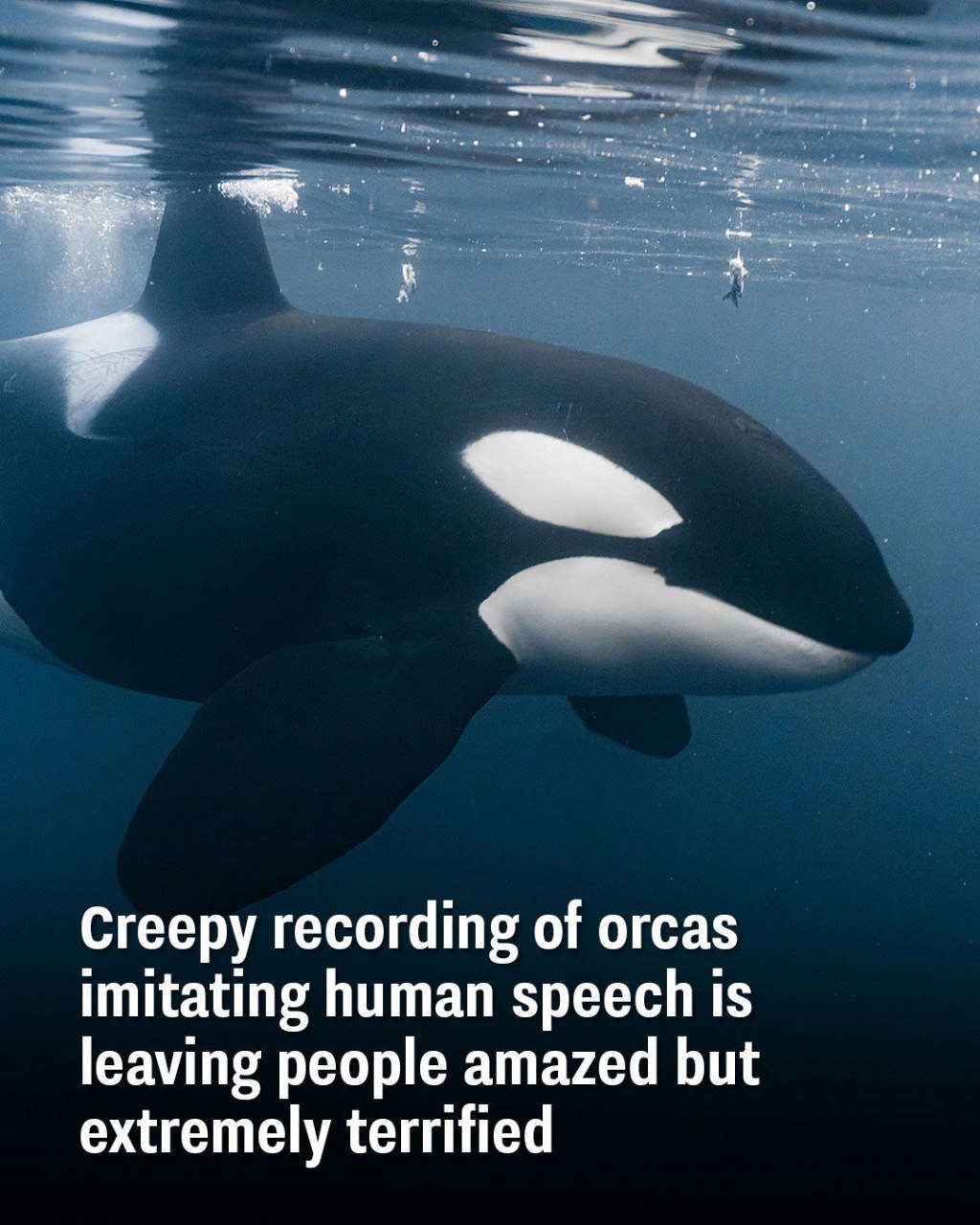 Terr’ifying Orca Recording Imitating Human Speech Stuns and Freaks People Out