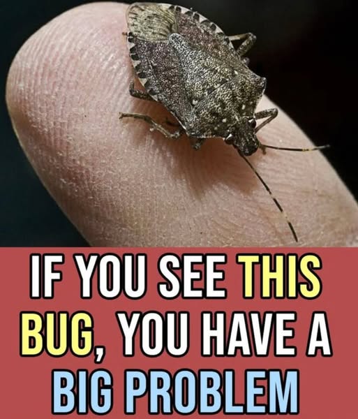 The DIY Solution That Will Help Keep Stink Bugs Away From Your Home The DIY Solution That Will Help Keep Stink Bugs Away From Your Home