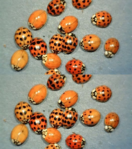 What It Means If You See a Yellow Ladybug What It Means If You See a Yellow Ladybug