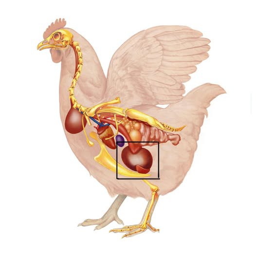Did you know that if you eat chicken gizzards, you don’t need to take… Did you know that if you eat chicken gizzards, you don’t need to take…