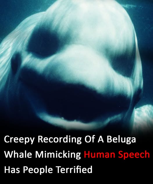 Beluga Whale Mimics Human Sp*ch – A Startling Discovery Beluga Whale Mimics Human Sp*ch – A Startling Discovery