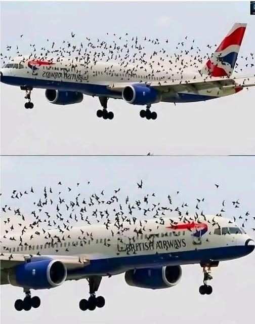 The pilot cried when he understood why the birds wouldn’t leave him alone. – Notis Actuales The pilot cried when he understood why the birds wouldn’t leave him alone. – Notis Actuales
