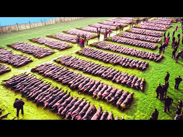 Drone Footage Reveals Astonishing Magnetic Field Herding Sheep on a Struggling Farm Drone Footage Reveals Astonishing Magnetic Field Herding Sheep on a Struggling Farm
