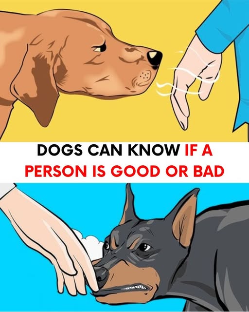 Dogs can tell who is good and who is bad person Dogs can tell who is good and who is bad person