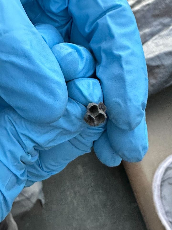 Found this underneath my patio furniture cover. Anyone know what it is? Found this underneath my patio furniture cover. Anyone know what it is?