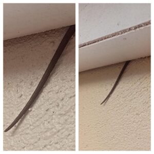 Noticed This Sticking Out from My Ceiling — What Is It? Noticed This Sticking Out from My Ceiling — What Is It?