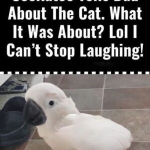 Watch As This Cockatoo Tells Dad About The Cat. What It Was About? Haha I Can’t Stop Laughing! Watch As This Cockatoo Tells Dad About The Cat. What It Was About? Haha I Can’t Stop Laughing!