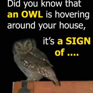 Did you know that an OWL is hovering around your house when Did you know that an OWL is hovering around your house when