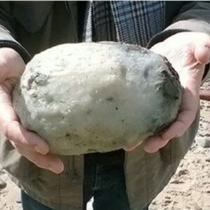 Were walking on the beach when they found something that others thought was a common stone Were walking on the beach when they found something that others thought was a common stone