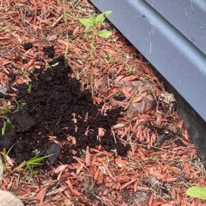 8 Easy Ways To Keep Snakes Away From Your Yard