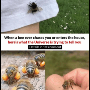 THE HIDDEN MEANING OF BEES APPROACHING YOU.