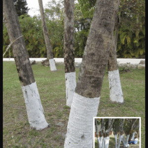 If You Spot A Tree Painted White, Here’s What It Means