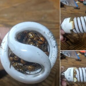 Man’s about spiral bulb…