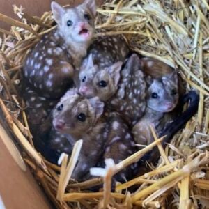 A Group finds unusually spiky creatures in nest A Group finds unusually spiky creatures in nest