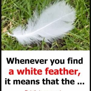 The Hidden Message Behind Finding a White Feather The Hidden Message Behind Finding a White Feather