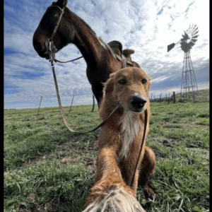 MY FARM DOG CAME BACK WITH A HORSE—AND A MYSTERY I DIDN’T EXPECT