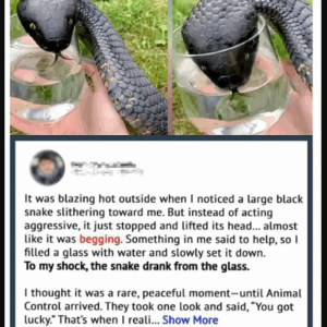 When Animal Control Realizes Why, They Say, “You Got Lucky!”