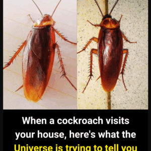 Did you know that if these arrive at your house it is a SIGN that…