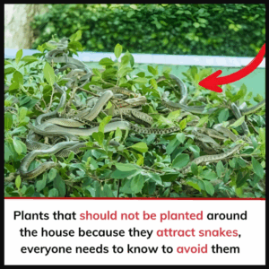 Avoid These Snake Attracting Plants in Your Home or Garden Avoid These Snake Attracting Plants in Your Home or Garden