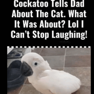 Cockatoo Snitches on the Cat Cockatoo Snitches on the Cat