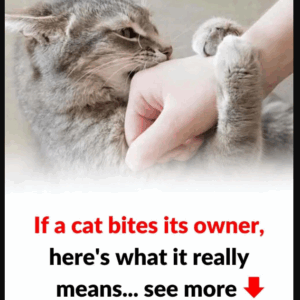 Is Your Cat Nibbling You? Here’s What It Means