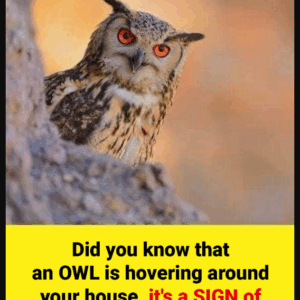 Did you know that an OWL is hovering around your house when…