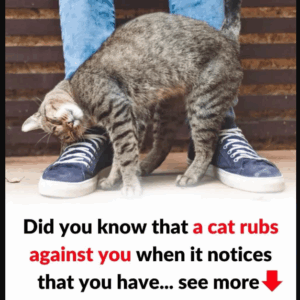 Understanding a Cat’s Behavior: Why Does It Rub and Scratch Against You? Understanding a Cat’s Behavior: Why Does It Rub and Scratch Against You?