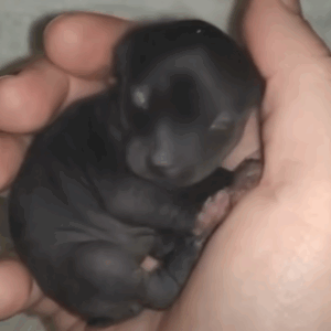 The Tiny Mystery Creature That No One Could Identify