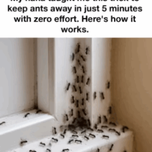 My Nana’s 5-Minute Trick to Keep Ants Away Naturally — No Chemicals, No Fuss My Nana’s 5-Minute Trick to Keep Ants Away Naturally — No Chemicals, No Fuss