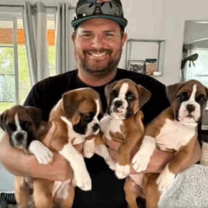 Four Boxer Puppies Found by the Roadside