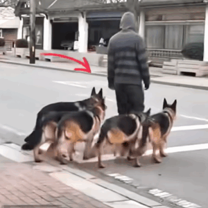 At first, it seemed like he was simply walking his dogs. But after five seconds