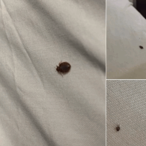 If you find ticks inside your home, here’s what you should know