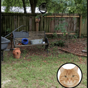 Only People With Sniper Vision Can Find The Hidden Cat In This Backyard