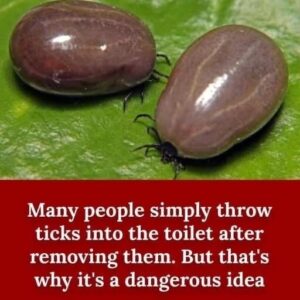 How To Properly Dispose of Ticks