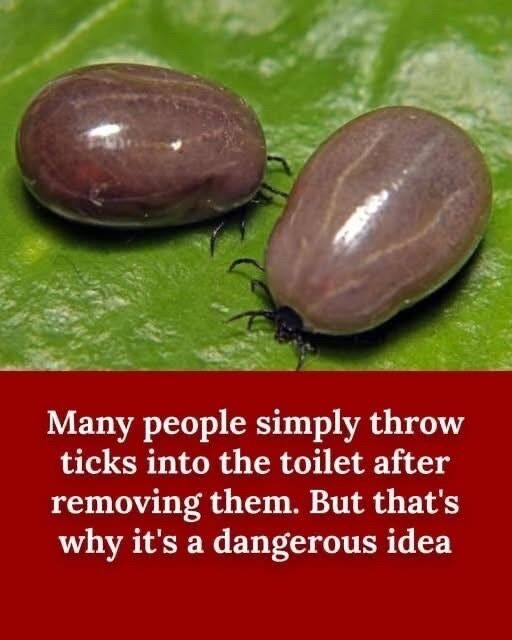 How To Properly Dispose of Ticks