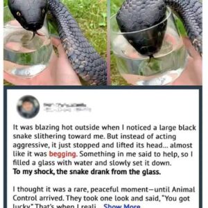Wild Snake “Begged” Me For Some Water Wild Snake “Begged” Me For Some Water