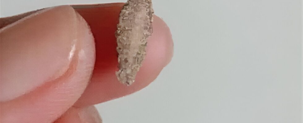 Ever Seen This Creepy Wall-Clinging Moth? Meet the Kamitetep