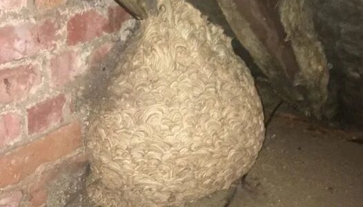 Man Thinks He Found “Hornets” Nest In Attic – Turns Pale When He Realizes What’s Inside