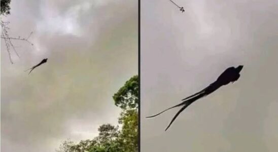 Majestic captured in Mexico