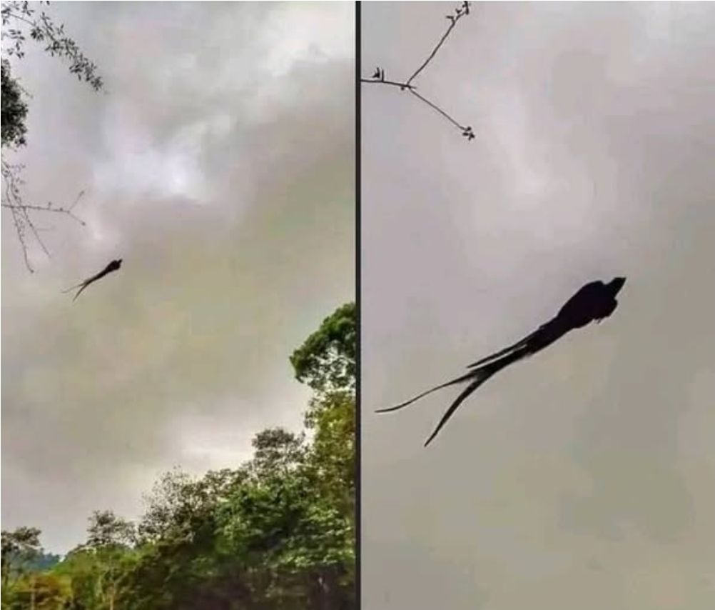 Majestic captured in Mexico