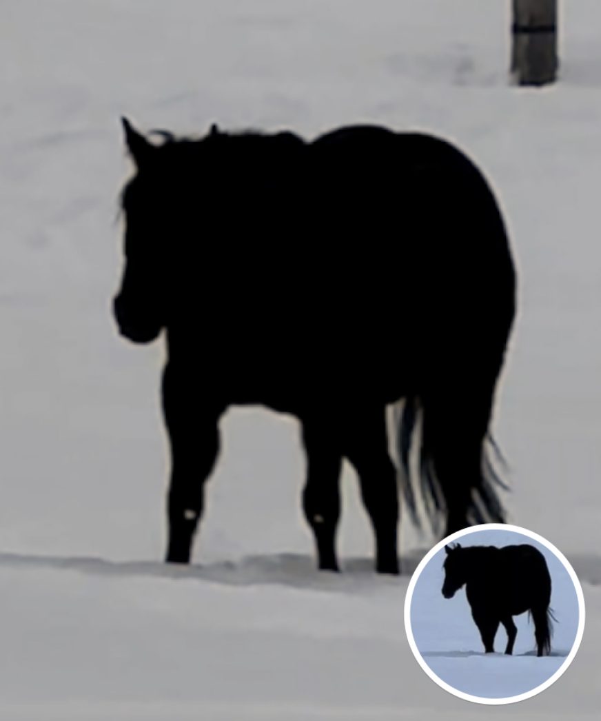 Is This Horse Walking Toward Or Away From The Camera?