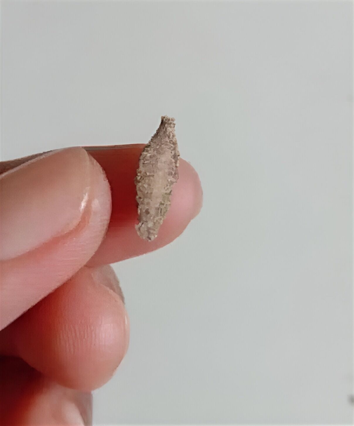 Ever Seen This Creepy Wall-Clinging Moth?