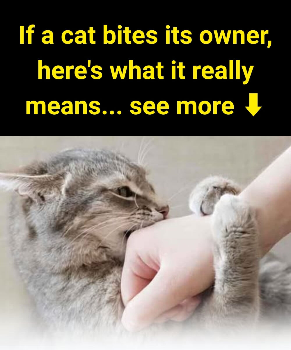 Is Your Cat Nibbling You? Here’s What It Means