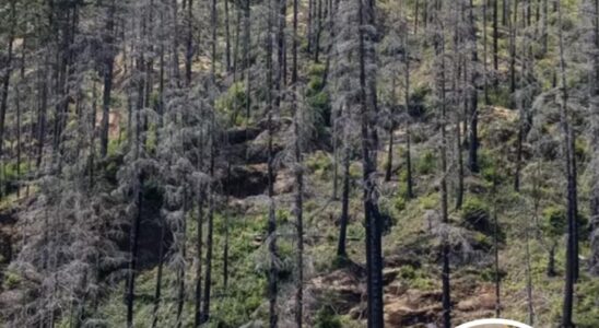 Only People With ‘Eagle Eyes’ Can Spot The Hidden Car In This Photo Of A Forest