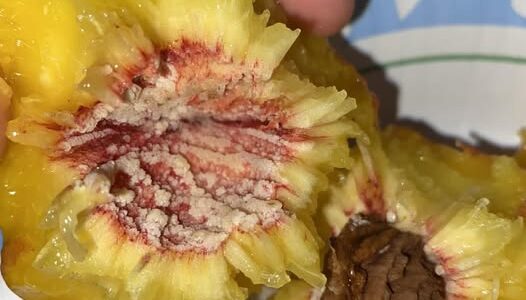 White Stuff on Your Peach Pit – What Does It Mean?