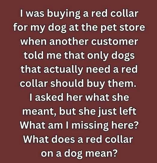 What It Means If You See a Dog with a Red Collar