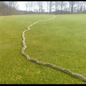 I saw something strange in the grass and thought it was just a rope