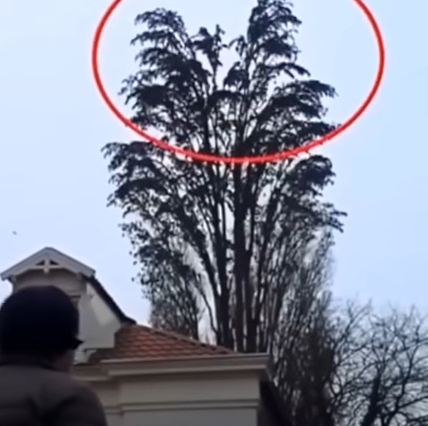 He was just filming a tree. But at 0:18 something happened
