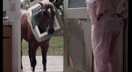 THE HORSE BROKE THROUGH OUR KITCHEN DOOR—AND I WOKE UP TO A NIGHTMARE