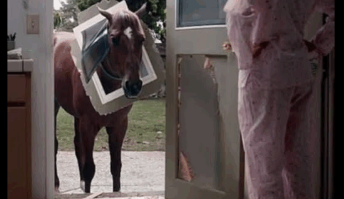 THE HORSE BROKE THROUGH OUR KITCHEN DOOR—AND I WOKE UP TO A NIGHTMARE